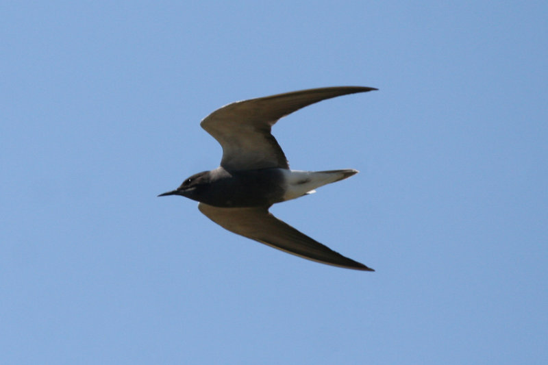 Black Tern (Chlidonias niger) Ameide - Zouweboezem ZH