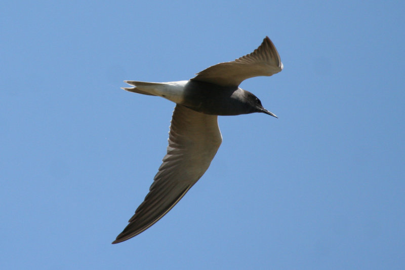 Black Tern (Chlidonias niger) Ameide - Zouweboezem ZH