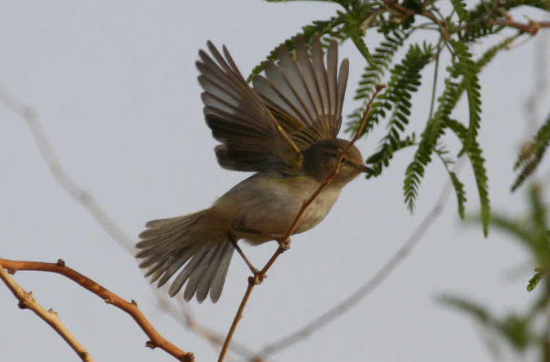 Willow Warbler (Phylloscopus trochilus) Morocco - Bni M'Hamed Sijelmassa 