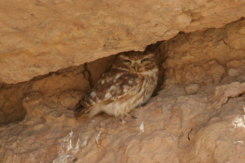 Little Owl ssp glaux (Athene noctua glaux) Morocco - Rissani