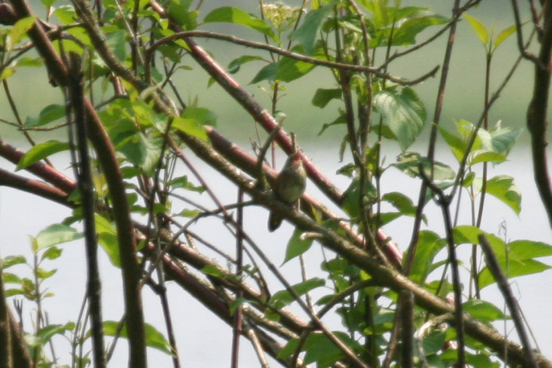 River Warbler (Locustella fluviatilis) Vlaardingen - Broekpolder