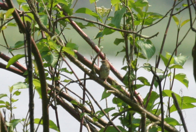 River Warbler (Locustella fluviatilis) Vlaardingen - Broekpolder