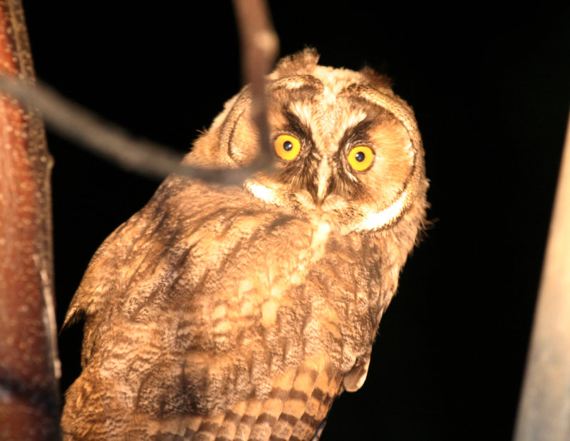 Long-eared Owl - Asio otus (juvenile) Aragon, Fraga