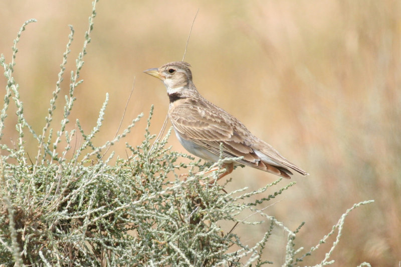 Calandra Lark (Melanocorypha calandra) Aragon - Los Monegros