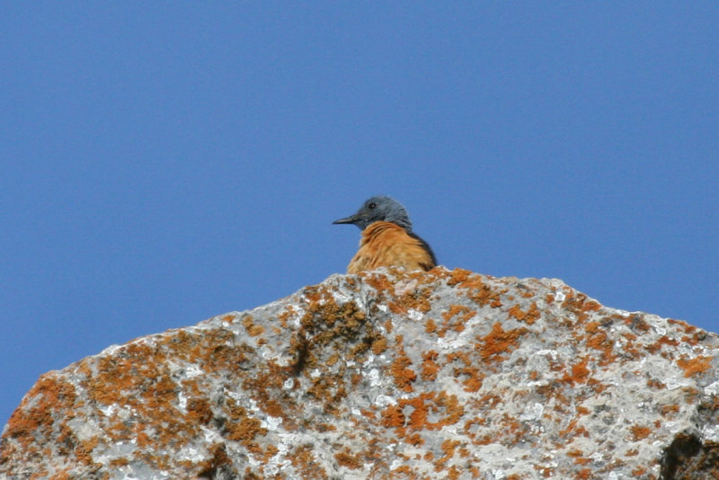 Common (Rufous-tailed) Rock Thrush (Monticola saxatilis) Parc Natural del Cadí-Moixeró, Pyrenees - Catalunya