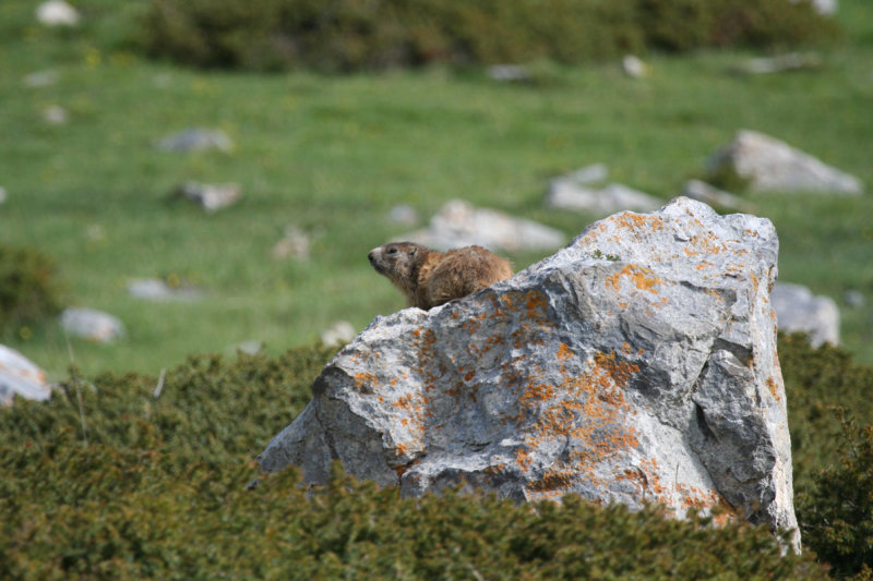Alpine Marmot (Marmota marmota) Parc Natural del Cadí-Moixeró, Pyrenees - Catalunya