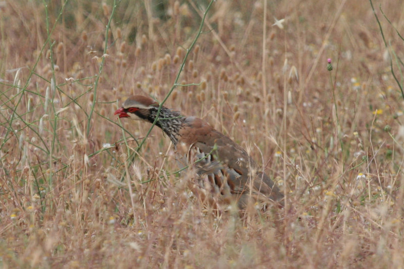 Red-legged Partridge (Alectoris rufa) Aragon - Los Monegros