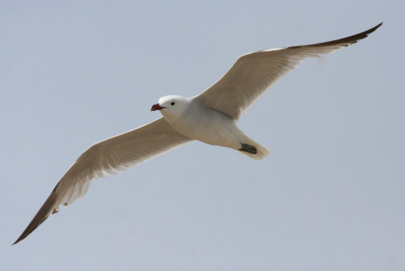 Audouin's Gull (Ichthyaetus audouinii) Barcelona - Delta del Llobregat