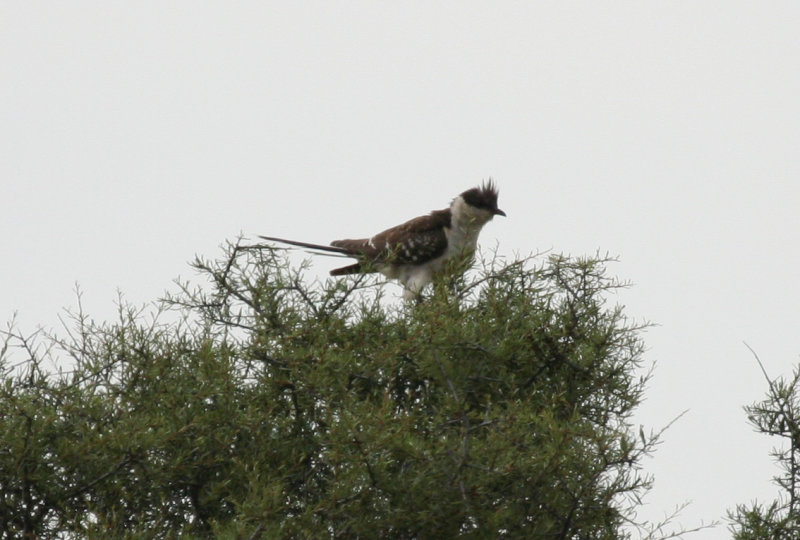 Great Spotted Cuckoo (Clamator glandarius) Aragon - Los Monegros