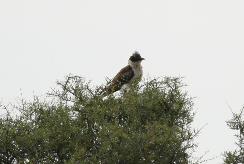 Great Spotted Cuckoo (Clamator glandarius) Aragon - Los Monegros
