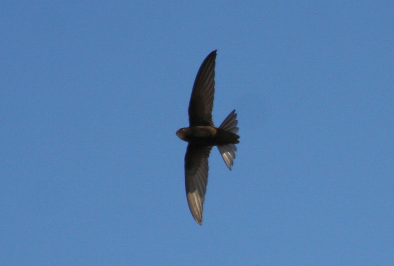 Apodiformes: Apodidae - Swifts