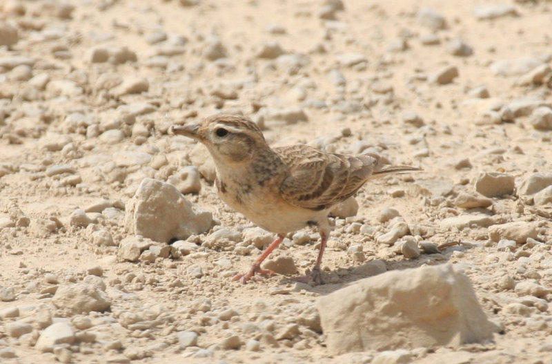 Greater Short-toed Lark (Calandrella brachydactyla) Aragon - Los Monegros