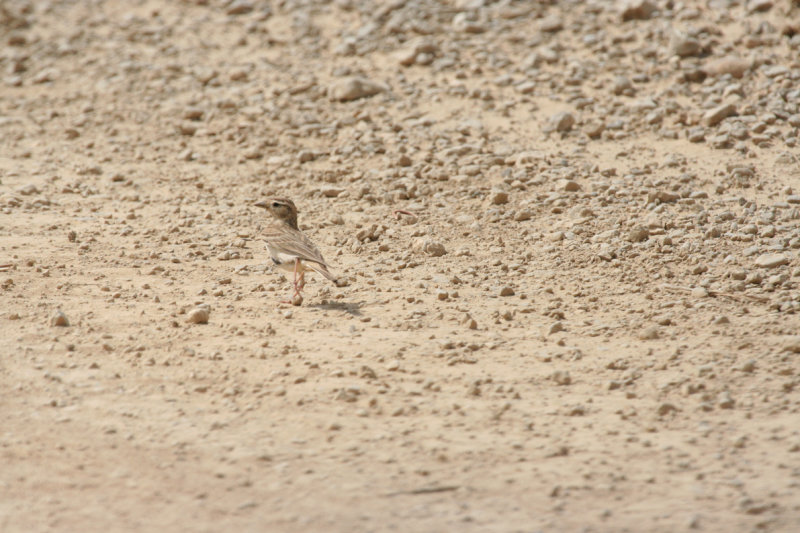 Greater Short-toed Lark (Calandrella brachydactyla) Aragon - Los Monegros