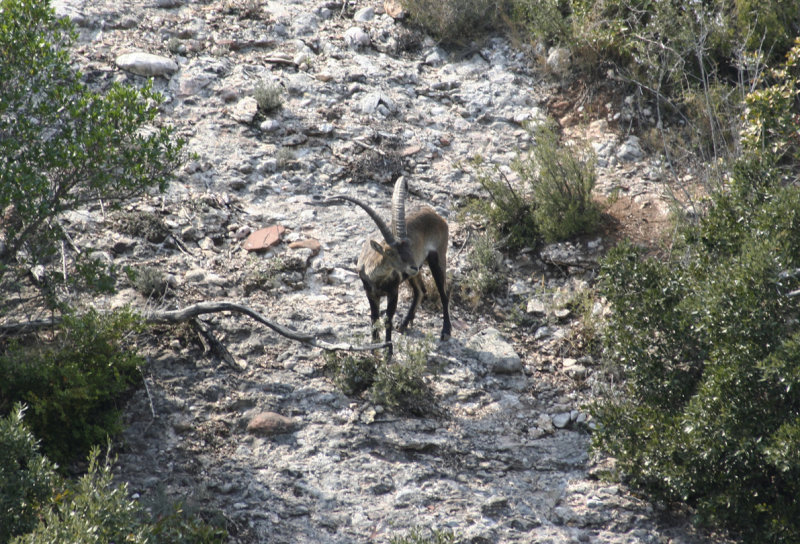 South-eastern Spanish Ibex (Capra pyrenaica hispanica) Montserrat, Catalunya