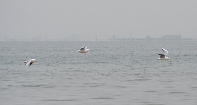 Slender-billed Gull (Chroicocephalus genei) Delta de lEbre - Catalunya