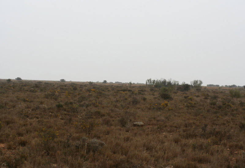 Pseudosteppe - Los Monegros - Aragon - Ideal Lark habitat