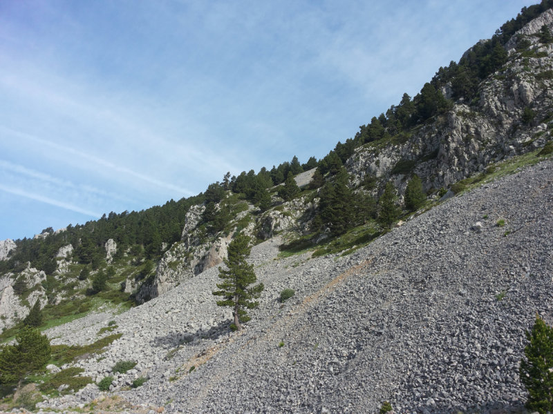 Common Rocktrush habitat - Parc Natural del Cadí-Moixeró, Pyrenees - Catalunya