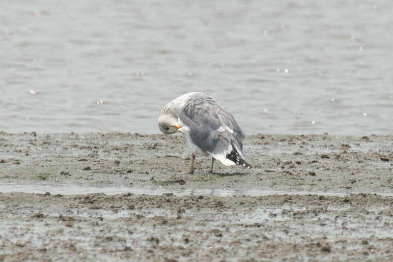 Vega Gull (Larus vegae) Hong Kong - Mai Po Nature Reserve - Hong Kong