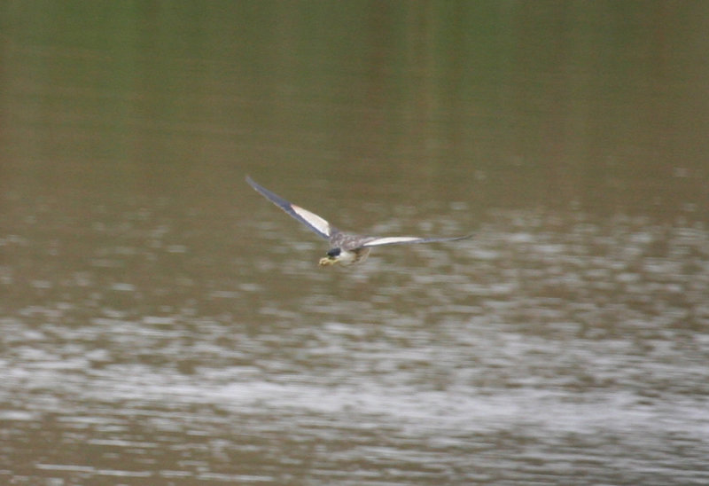 More Birds of Morocco (record shots)