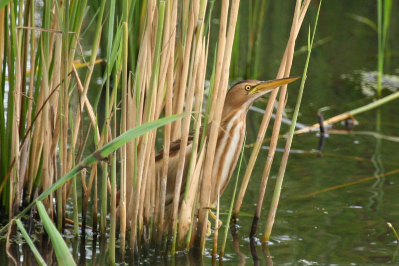 Little Bittern (Ixobrychus minutus) *female* Zuid Holland