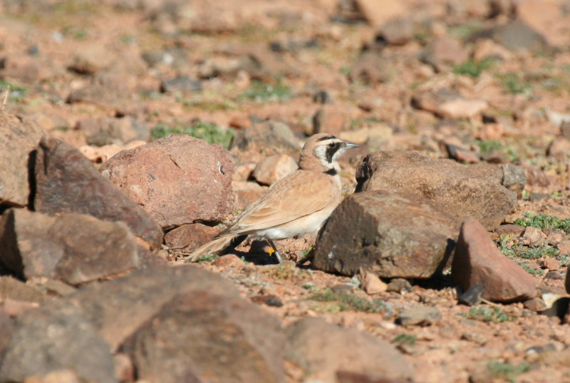 Temminck's Lark (Eremophila bilopha) Morocco - Tagdilt Track