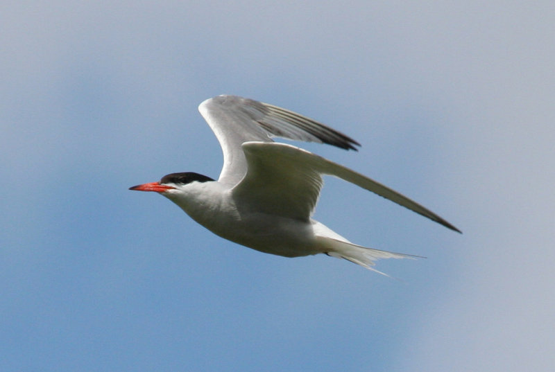 Common Tern (Sterna hirundo) Camperduin - De Putten