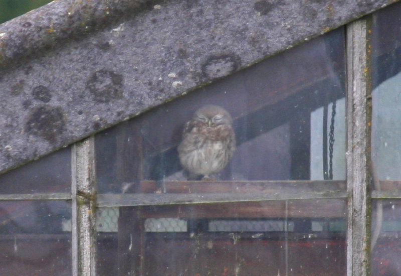 Little Owl (Athene noctua) Berkel en Rodenrijs - Zuidpolder