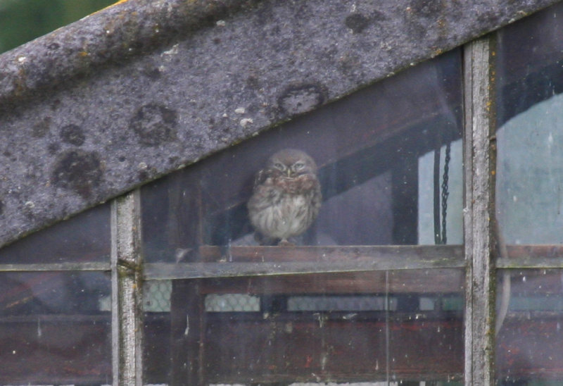 Little Owl (Athene noctua) Berkel en Rodenrijs - Zuidpolder
