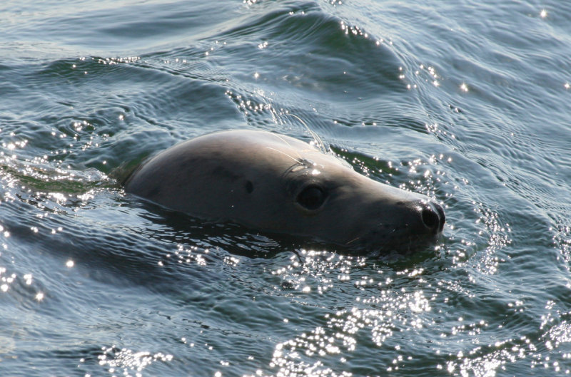 Grey Seal (Halichoerus grypus) IJmuiden - Zuidpier