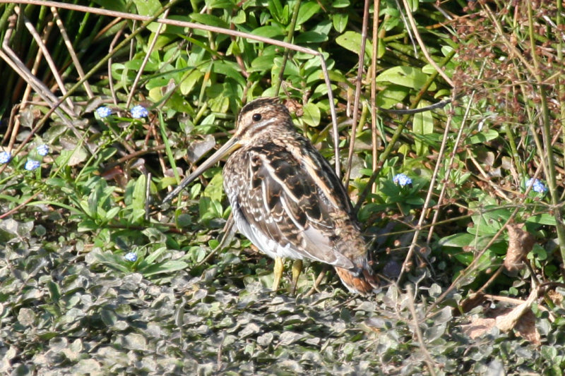 Common Snipe (Gallinago gallinago) Berkel en Rodenrijs - Nieuwe Droogmaking