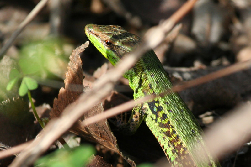 Sicilian Wall Lizard (Podarcis waglerianus) Italy - Palermo