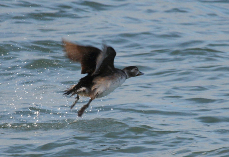 Long-tailed Duck (Clangula hyemalis) Brouwersdam - Noordzeezijde