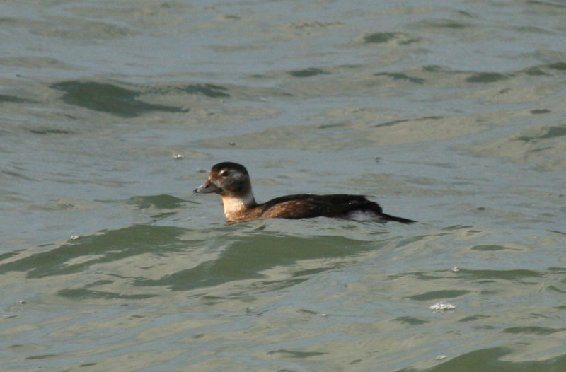 Long-tailed Duck (Clangula hyemalis) Brouwersdam - Noordzeezijde