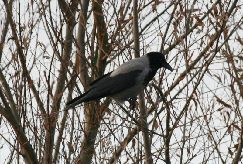 Hooded Crow (Corvus cornix) Wassenaar - Lentevreugd