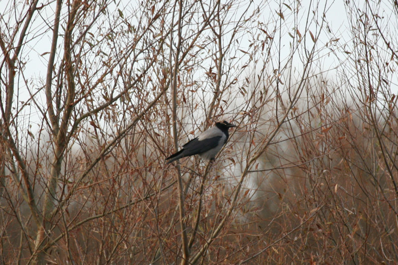 Hooded Crow (Corvus cornix) Wassenaar - Lentevreugd