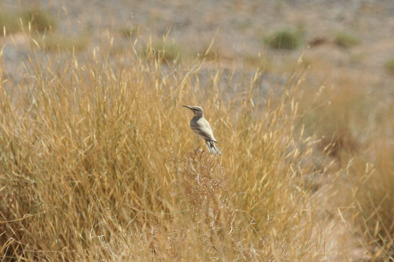 Greater Hoopoe-Lark (Alaemon alaudipes) Morocco - Région de Merzouga