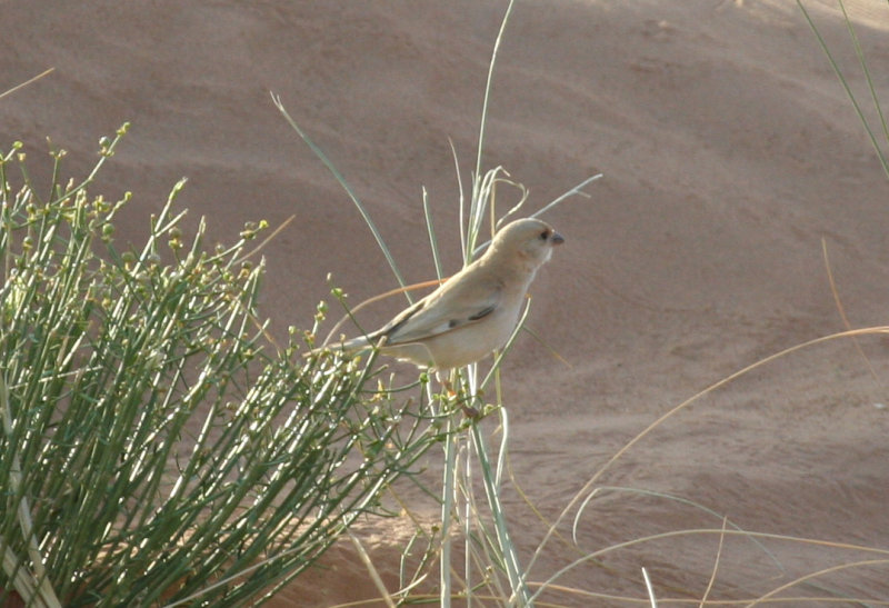 Desert Sparrow (Passer simplex) Female - Morocco, Région de Merzouga