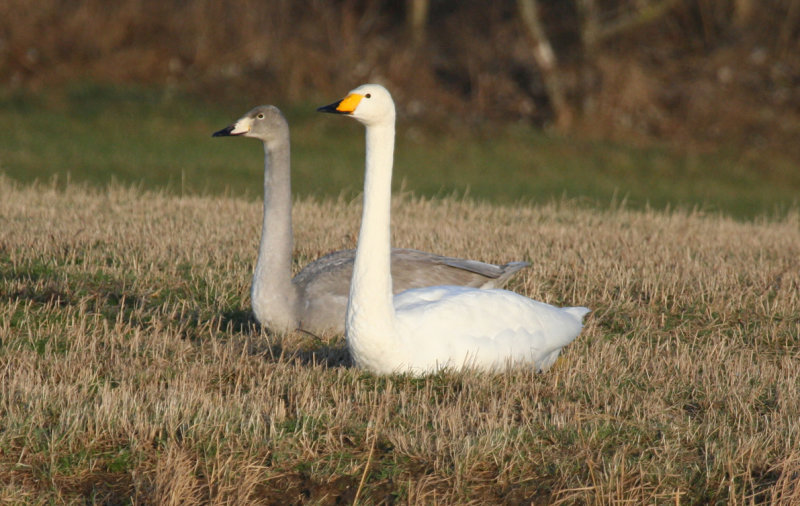 Whooper Swan (Cygnus cygnus) Noordhollands Duinreservaat - Infiltratiegebied 