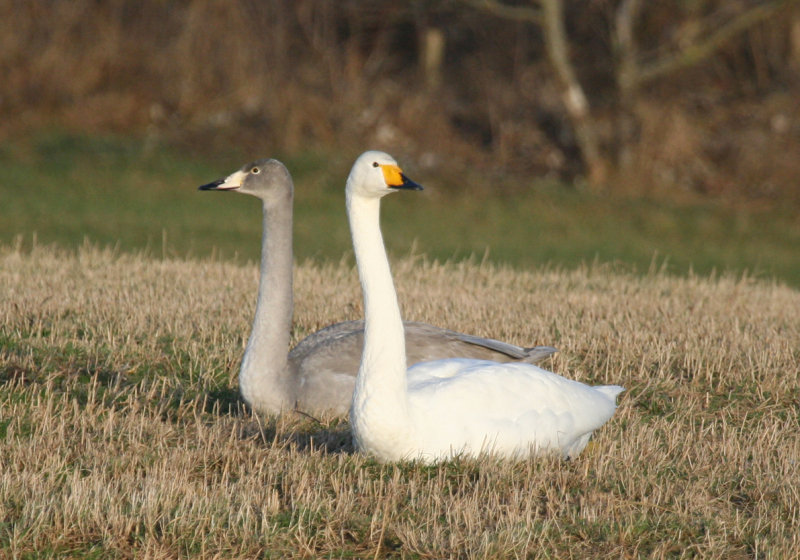 Whooper Swan (Cygnus cygnus) Noordhollands Duinreservaat - Infiltratiegebied 