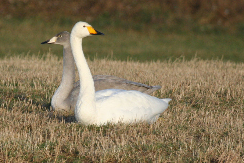 Whooper Swan (Cygnus cygnus) Noordhollands Duinreservaat - Infiltratiegebied