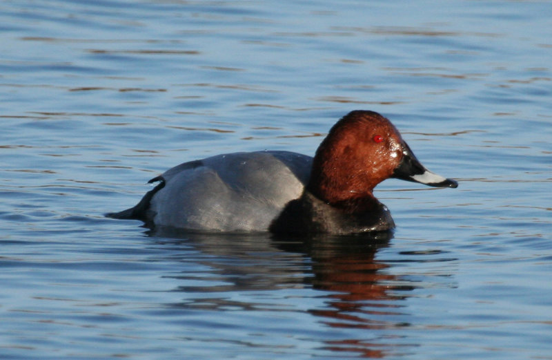 Common Pochard (Aythya ferina) Noordhollands Duinreservaat - Hoefijzermeer