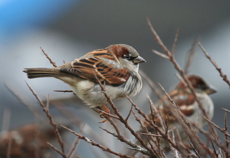 House Sparrow (Passer domesticus) IJmuiden - Zuidpier - Jachthaven