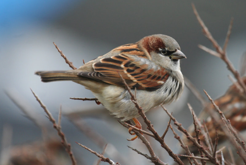 House Sparrow (Passer domesticus) IJmuiden - Zuidpier - Jachthaven