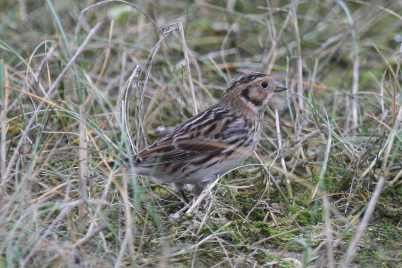 Lapland Longspur (Calcarius lapponicus) Kwade Hoek - noord