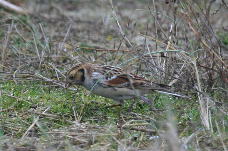 Lapland Longspur (Calcarius lapponicus) Kwade Hoek - noord