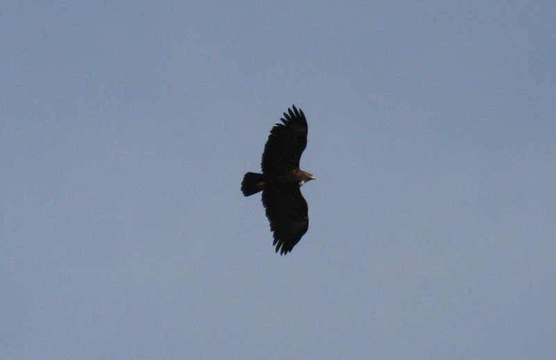 Greater Spotted Eagle (Clanga clanga) Greece - Ethniko Parko Schinia Marathona NP