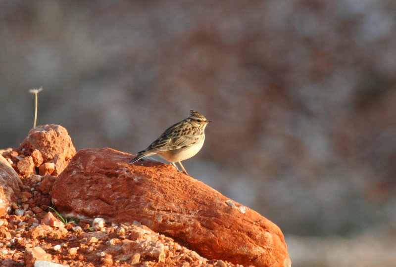 Woodlark (Lullula arborea) Greece - Attiki