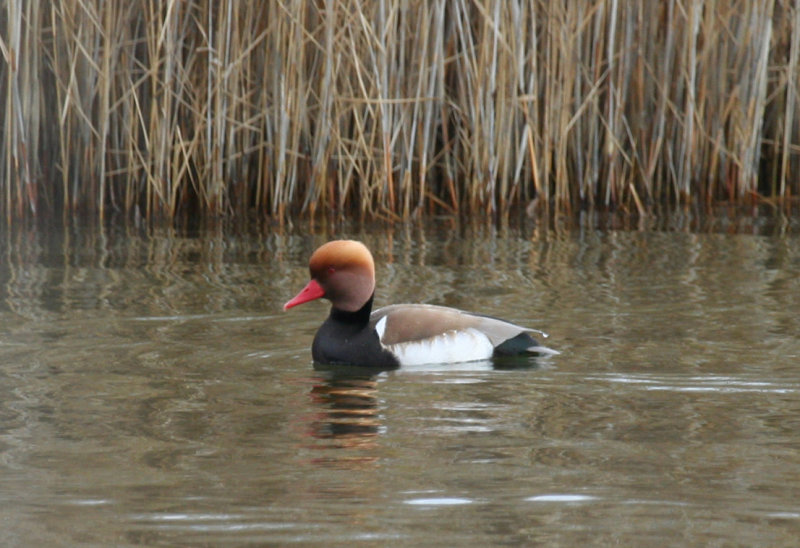 Red-crested Pochard (Netta rufina) Greece - Ethniko Parko Schinia Marathona NP