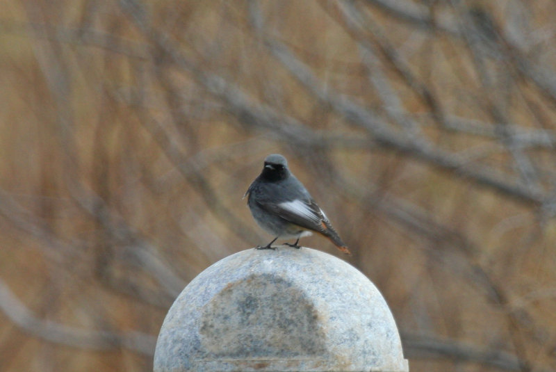 Black Redstart (Phoenicurus ochruros) Male - Greece, Ethniko Parko Schinia Marathona NP