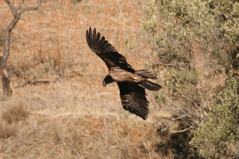 Bearded Vulture (Gypaetus barbatus) Spain - Collegats-Queralt - Gramuntill vulture feeding station